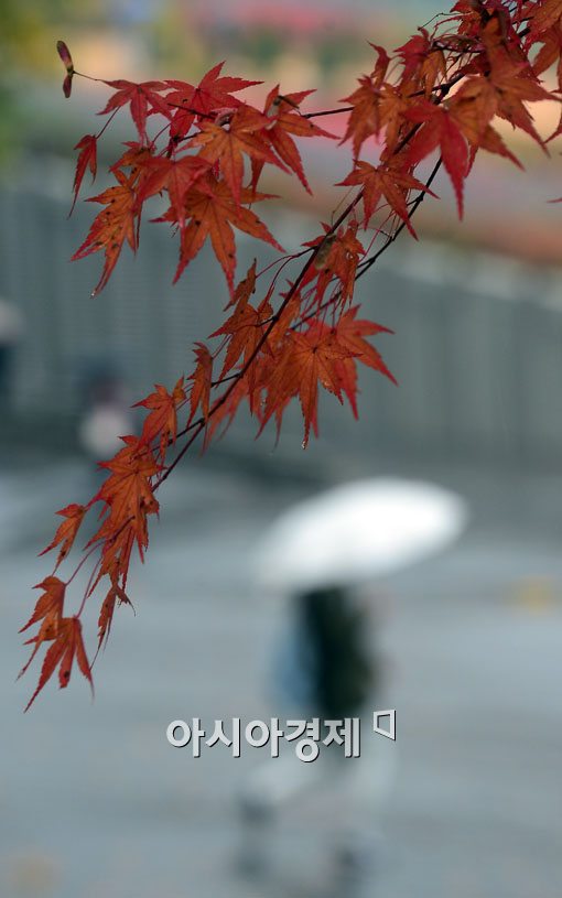 [포토]단풍 사이로 내리는 비 