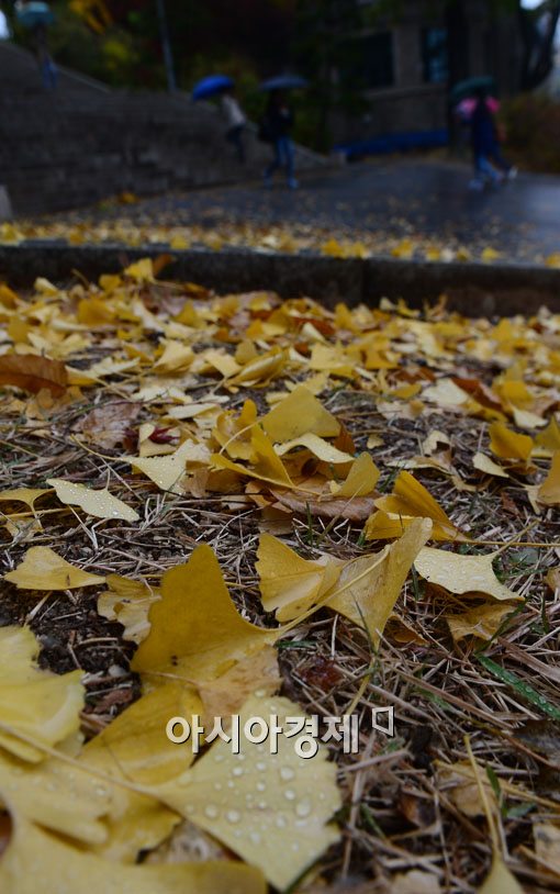 [포토]비 내리는 가을, 낙엽 밟으며 