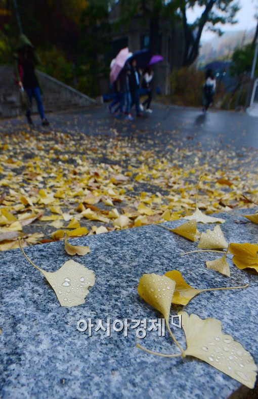 [포토]낙엽에 빗방울 총총총 