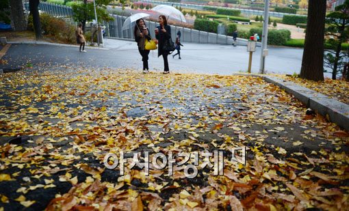 [포토]가을이 만든 옐로우 카페트 