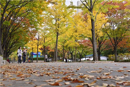 목동아파트단지 환상적단풍 보러 오세요
