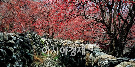 자연과의 공감 나누는 구례 산수유 열매 체험 축제