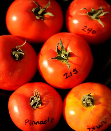몬산토에서 연구하는 여러 가지 토마토 품종. 사진=블룸버그통신