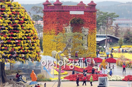 [포토]우중에 만개한 국화향기 가득