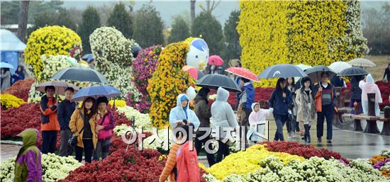 [포토]함평국화축제 우중 인파 북적