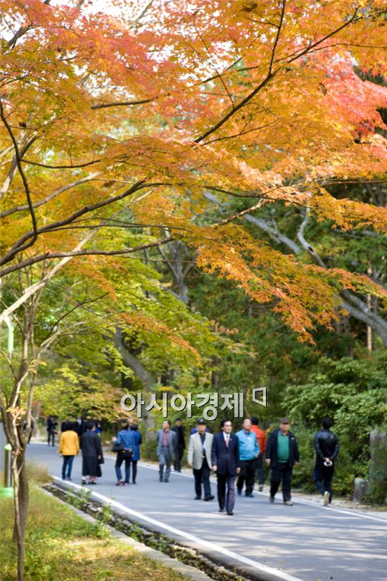 한반도 마지막 단풍 해남 두륜산에서 즐겨요