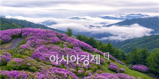 바래봉 철쭉