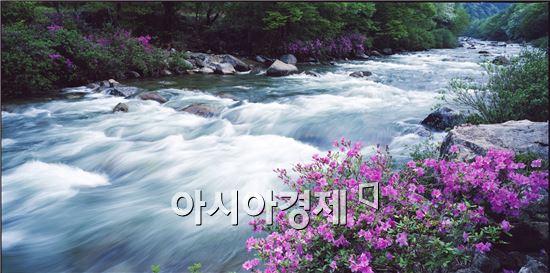 수달래의 봄
