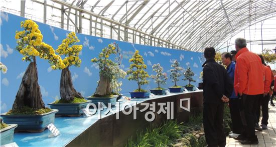 [포토]국화분재 관람하는 관광객들