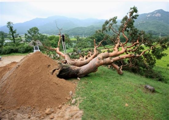 '고사'한 600년 된 괴산 왕소나무, 천연기념물 해제 후 마지막 제사