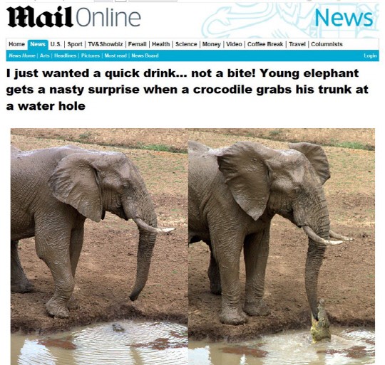 악어에 코 물린 코끼리…'물고 보니 코끼리 코'