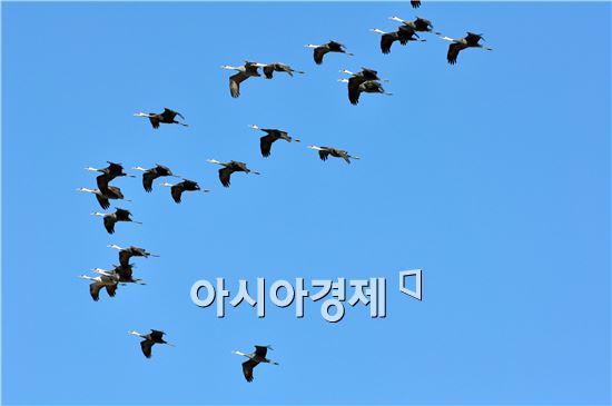 겨울철새들의 낙원 순천만, 흑두루미 지난해 대비 66% 증가 