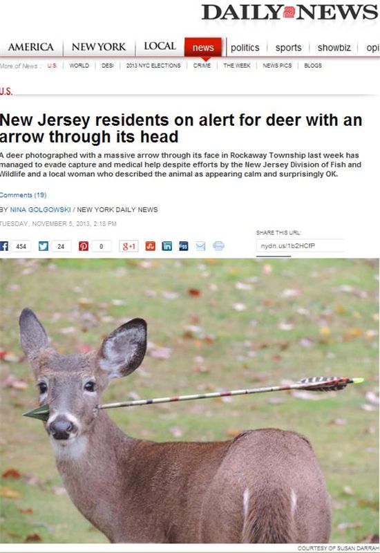 얼굴에 화살 관통 당한 사슴, "범인은 사냥꾼?"