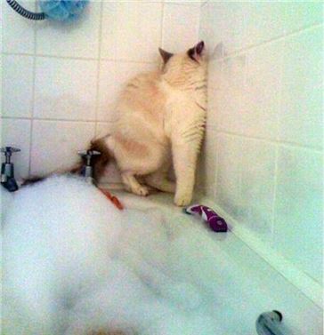 ▲목욕하기 싫은 고양이가 벽에 붙어있다(출처: 온라인 커뮤니티)