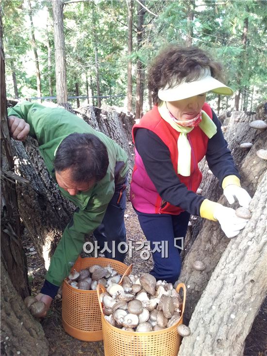 [포토]장흥 표고버섯 수확 한창
