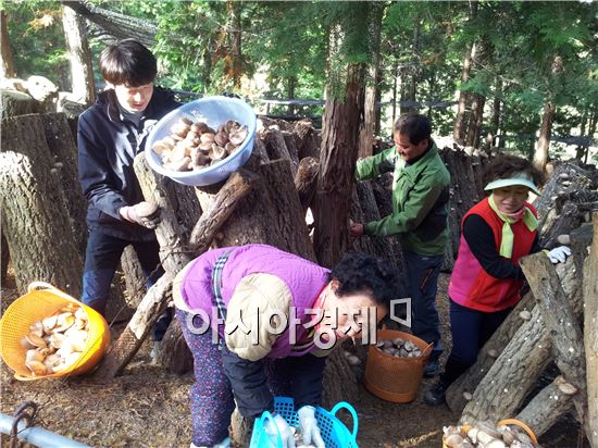 [포토]장흥 표고버섯 수확 한창
