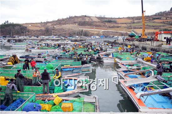 고흥군, 2014년산 김밥용 물김 본격 생산