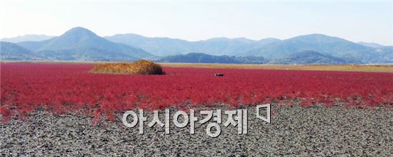붉은 빛  '칠면초'로 장관 이룬  순천만 