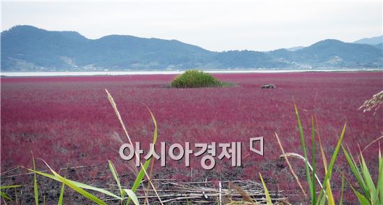 붉은 빛  '칠면초'로 장관 이룬  순천만 