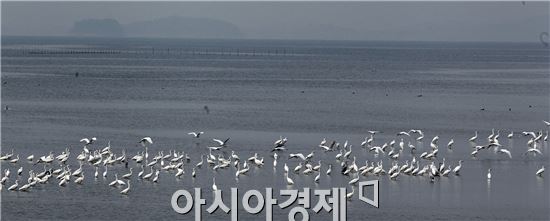 [포토]함평만으로 나들이 나온 백로떼