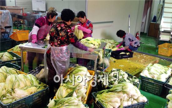 배추값 폭락 걱정 뚝, 곡성군 절임배추 인기 최고