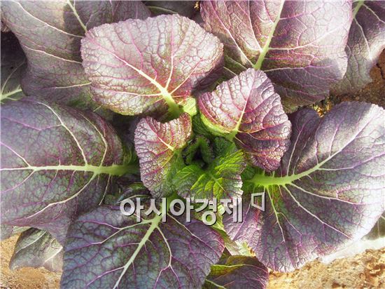 여수시 돌산갓 ‘자람이’ 품종보호권 획득
