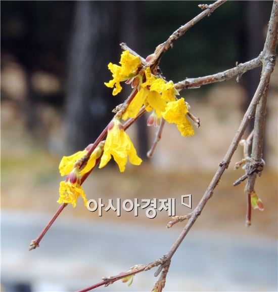 [포토]추위속에 핀 개나리 
