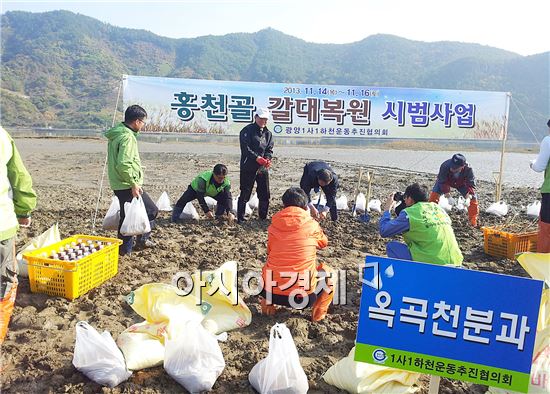 광양시, 옛 홍천골 갈대숲 복원 시범사업 추진