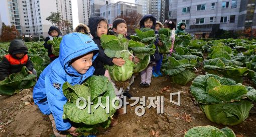 [포토]배추 수확하는 꼬마 농부