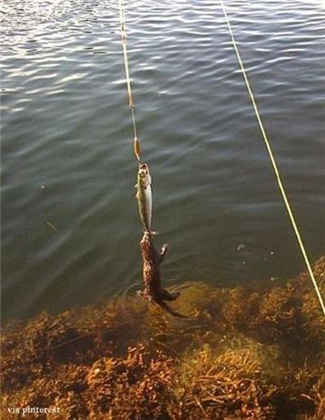 ▲집요한 수달(출처: 온라인 커뮤니티)