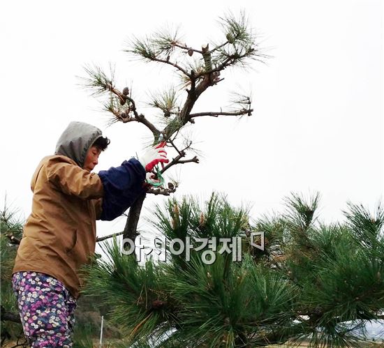 함평군, 소나무 전지 기술자 자체 양성