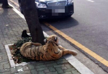 "호랑이가 나타났다!"…인형 보고 오인신고 해프닝