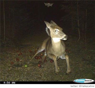 ▲사슴 뒤로 날아오고 있는 다람쥐(출처: 온라인 커뮤니티)