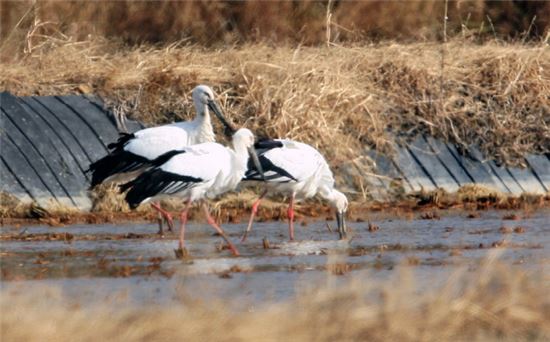 서산시 부석면 창리 서산버드랜드 부근에서 멸종위기야생동물 1급이자 천연기념물 제199호인 황새들이 먹이를 찾고 있다.
