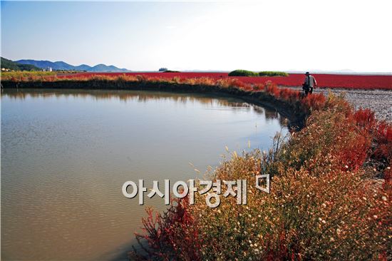 순천만 칠면초