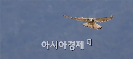 [포토]비상하는 황조롱이