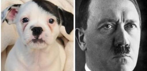 ▲히틀러 강아지와 히틀러의 비교 사진(출처: 영국 일간지 데일리 메일 캡처)