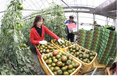 강진군, 자체브랜드 ‘까망토’ 집중 육성