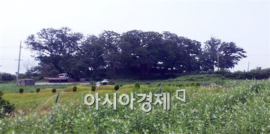 신안 안좌 반월마을 “당숲” 아름다운 숲 선정