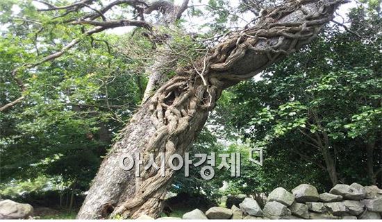 신안 안좌 반월마을 “당숲” 아름다운 숲 선정