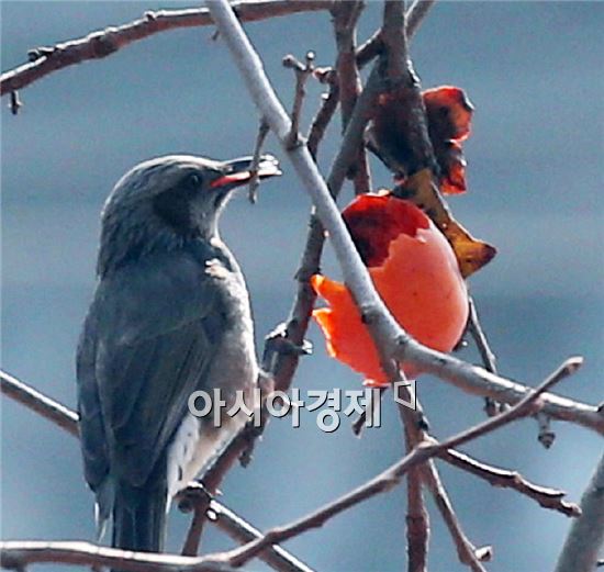 [포토]까치밥 먹는 직박구리