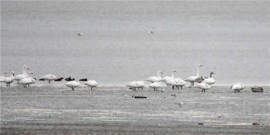서산 천수만 찾은 천연기념물 ‘큰고니’