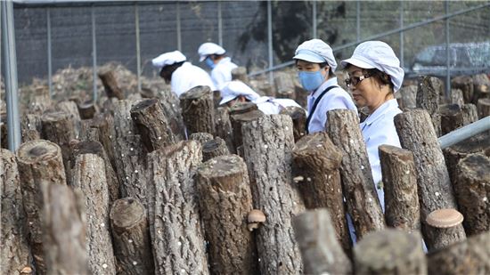 표고버섯 천연조미료 ‘참농인’을 아세요?