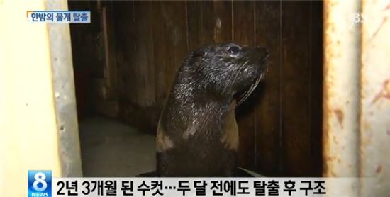 ▲빠삐용 물개(출처: SBS 방송화면 캡처)