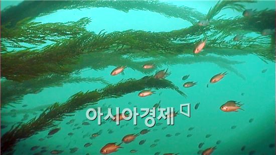 완도, 2014년 바다식목일 날 기념행사 개최지 확정