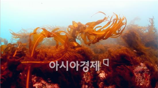 완도, 2014년 바다식목일 날 기념행사 개최지 확정