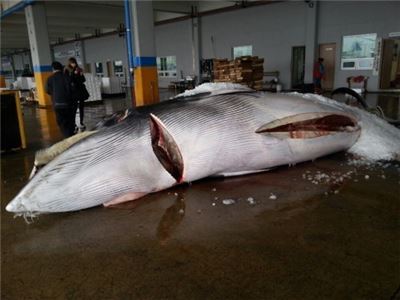 7.5m짜리 울산 앞바다 밍크고래 혼획 "5570만원에 낙찰"