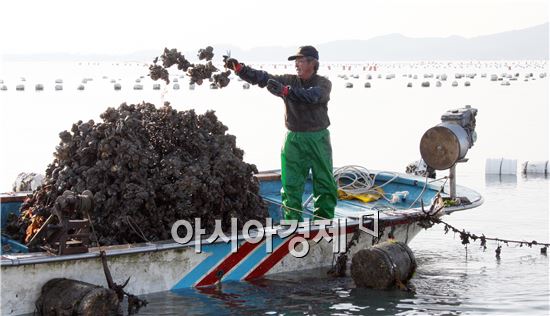 한 어민이 바다에서 싱싱 굴을 수확하고 있다.