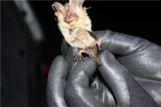 토끼박쥐…오대산에 살고 있었네