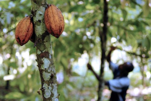 코코아 농장의 코코아 열매.